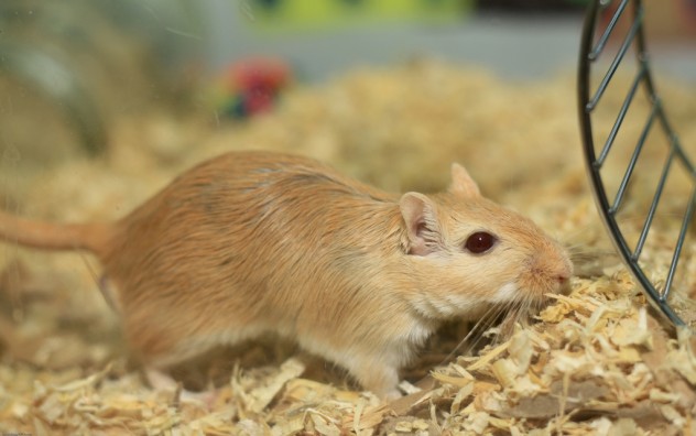 Gerbil-Basic-Info-Sheet