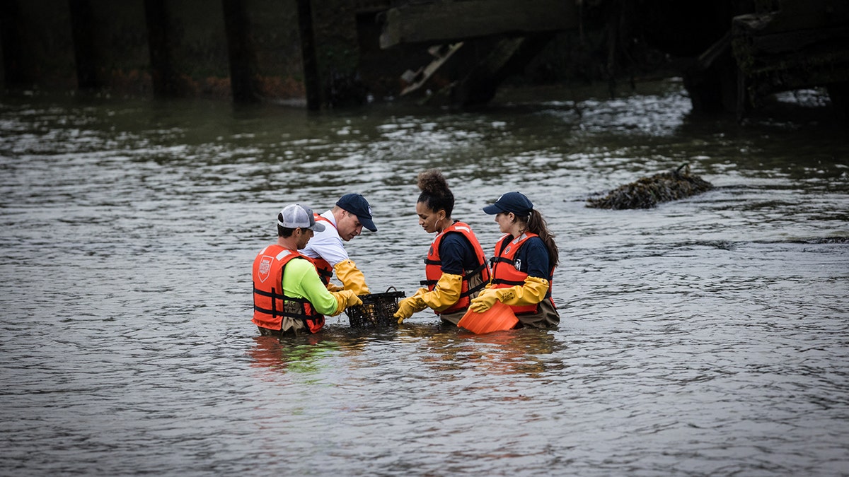 Prince William in the water with students examining oysters