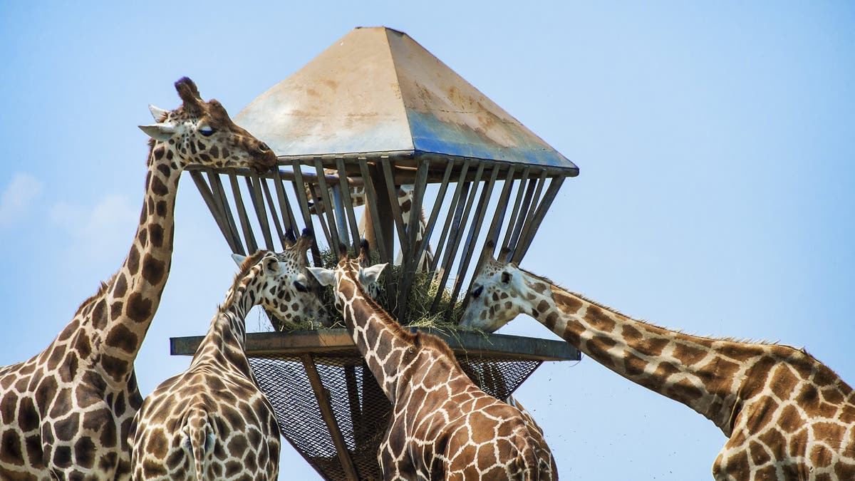 Giraffes at Six Flags in New Jersey