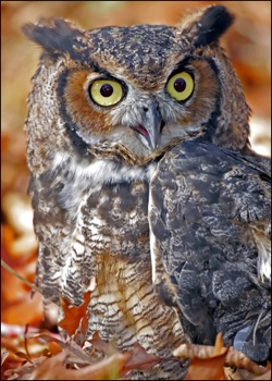 Great Horned Owl