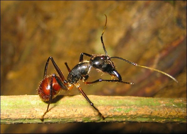 Malaysian-Ant-